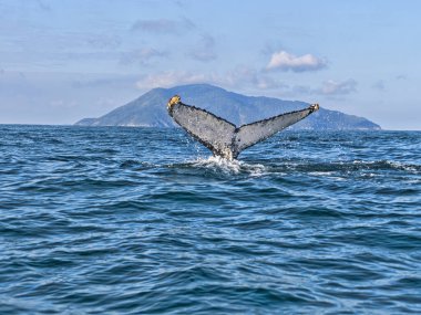 Brezilya. Ilhabela adası, Kambur Balinaları gözlemlemek için idealdir, Megaptera novaeangliae