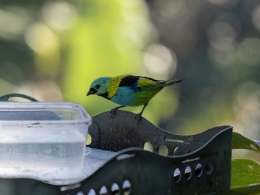 Brezilya. Yeşil başlı Tanager, Tangara ünlüsü masada misafirlerin artıklarını yiyor.