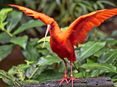 Brezilya. Kızıl Ibis, Eudocimus ruber, dalların üzerinde durur ve kanatlarını uzatır..
