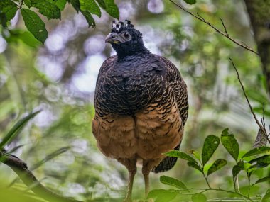 Brezilya. Çıplak yüzlü kadın Curassow, Crax fasciolata, dalların üzerinde durup etrafa bakınıyorlar..