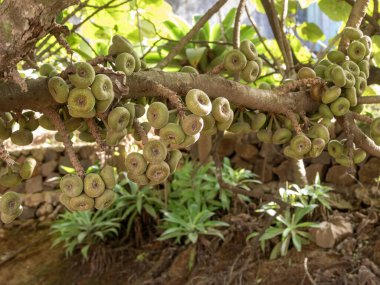 Brezilya, Ficus auriculata ağacı, gövdesi yuvarlak meyvelerle kaplı.