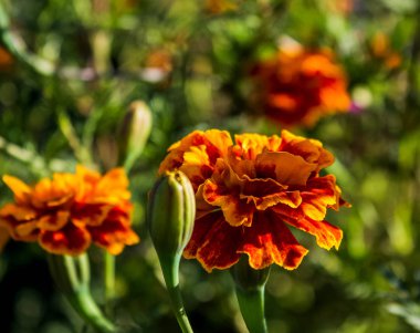 Blacberry, ne kadar. sonbahar fiower. Tagetes.