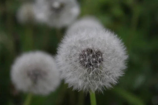 Dandelions Çiçeklenme Bitmiş Close — Stok fotoğraf