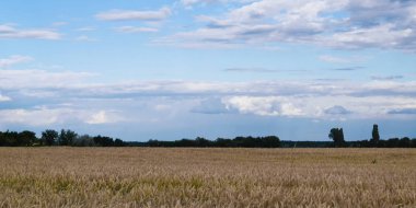 Whead alanı. Wheand olgunlaşmış. Ağaçlar ufukta görünür. Bulutlarda gökyüzü.