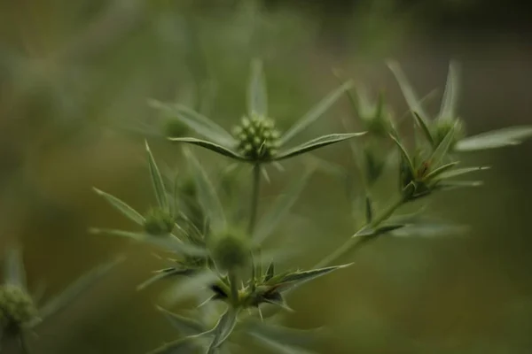 Зеленое Колючее Поле Сумерках — стоковое фото