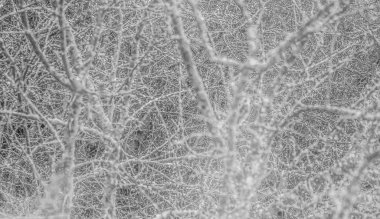 Arka plan. Orman. Ince. Sinir.