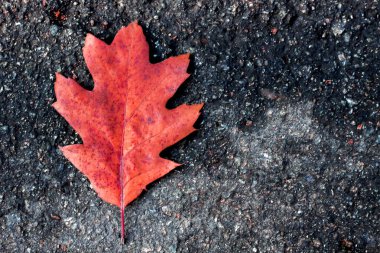 Asfalt geçitte meşe yaprağı.