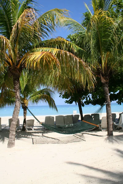 Bir resim mükemmel tropikal plaj da lüks bir boş hamak dinlenmek için davet.
