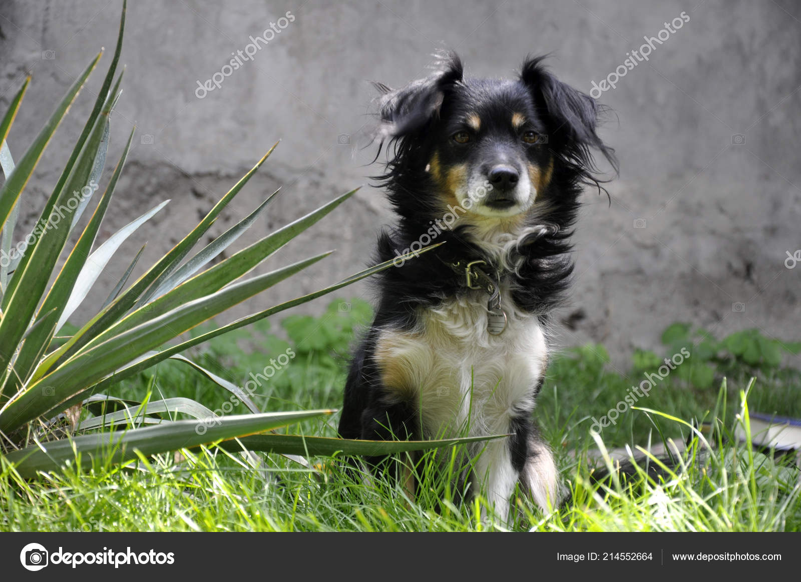 greek domestic dog