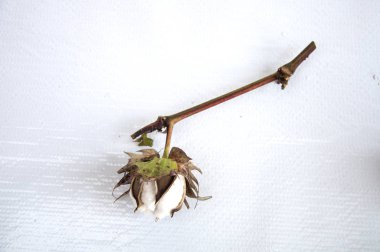 Pamuk bitki tüm büyüme aşamalarında izole arka plan üzerinde