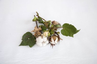 Pamuk bitki tüm büyüme aşamalarında izole arka plan üzerinde