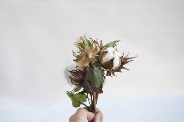 Pamuk bitki tüm büyüme aşamalarında izole arka plan üzerinde