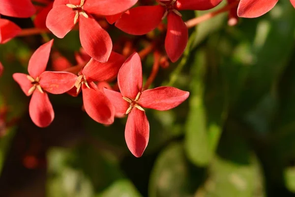 庭の植物に赤い花が掛かっている — ストック写真