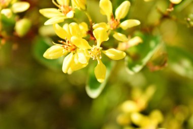 Bahçemde çiçekler açtı