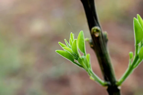 植物茎和新叶子 — 图库照片