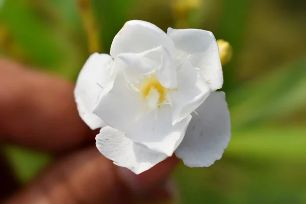 Fleurs Fleuries Dans Mon Jardin — Photo