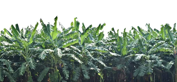 Cultivo Plátano Árbol Plátano —  Fotos de Stock