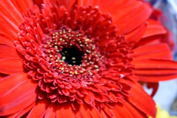 Primer Plano Flor Roja —  Fotos de Stock