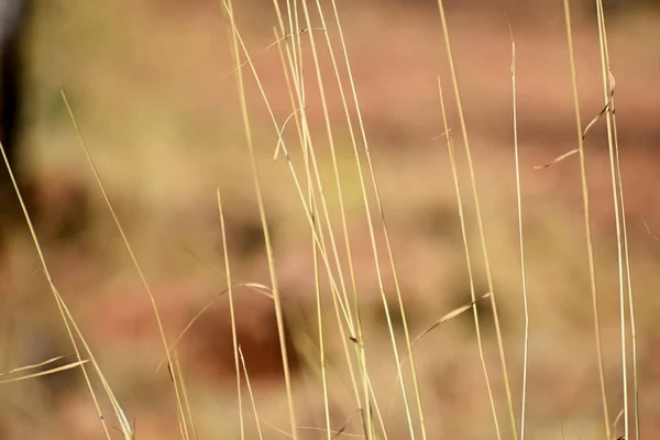 Wunderschöne Herbstliche Landschaft Mit — Stockfoto