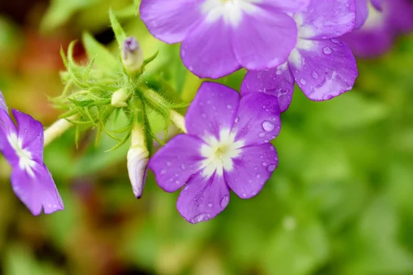 Flor Jardín — Foto de Stock