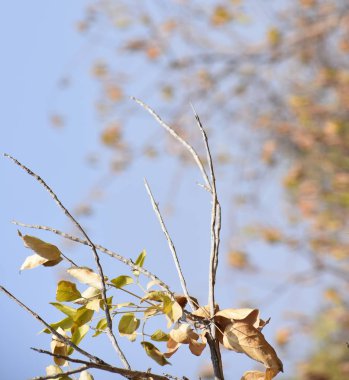 Yaprakları olmadan ağacının dalını