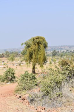 Çölde ağaç ve sürüngen