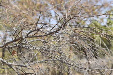 Yaprakları olmadan ağacının dalını
