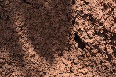 Karınca Kolonisi Snap