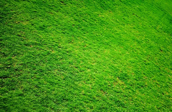 Magnifique Snap Green Grass Ses Fleurs — Photo