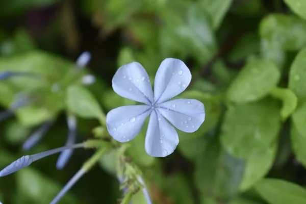 Blumen Blühten Meinem Garten — Stockfoto