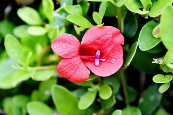 Blumen Blühten Meinem Garten — Stockfoto