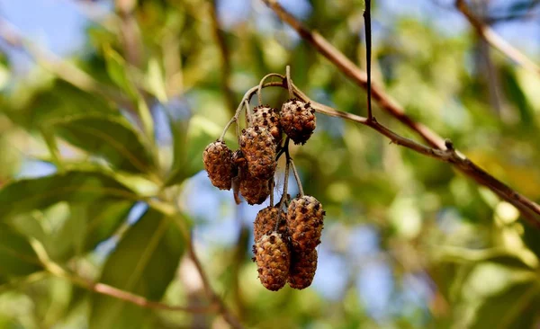 Ένα Μάτσο Καρύδια Κρέμονται Στο Tree — Φωτογραφία Αρχείου