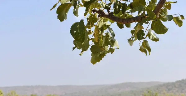 Ramo Albero Con Sfondo Cielo Pulito — Foto Stock