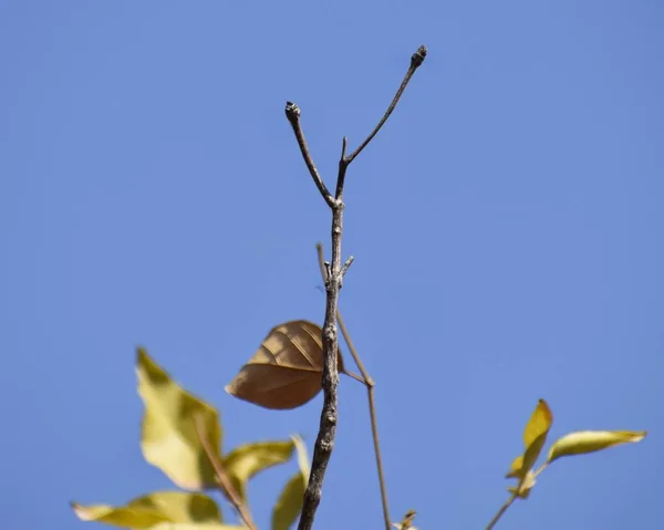 きれいな空を背景にした木の枝 — ストック写真