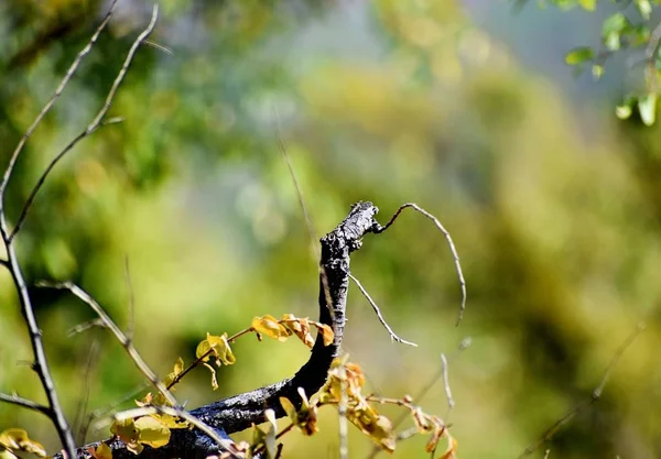 나무줄기를 — 스톡 사진