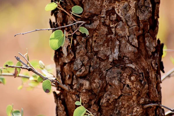 Primer Plano Del Tronco Del Árbol —  Fotos de Stock