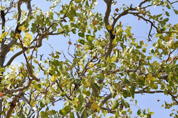 Zweig Des Baumes Mit Hintergrund Des Klaren Himmels — Stockfoto