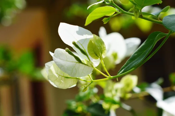 Een witte bloem — Stockfoto