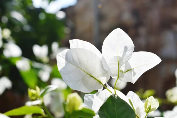 Une fleur blanche — Photo