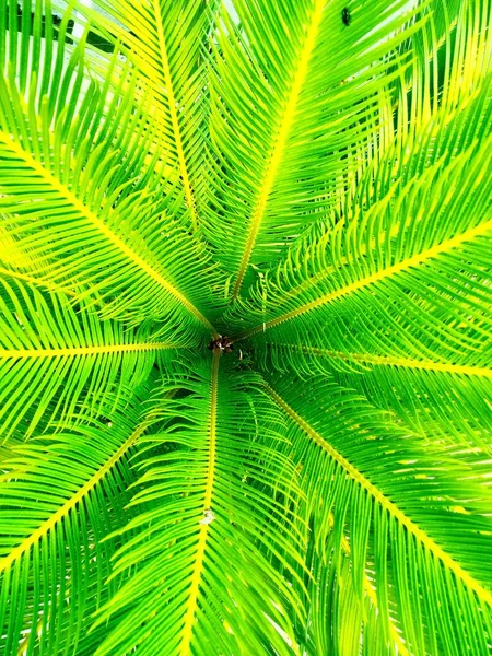Zielony wzór liści palmowych — Zdjęcie stockowe