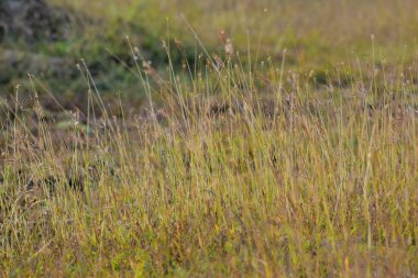 Yeşil Çim en güzel snap ve çiçekleri