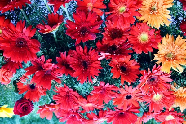 Boeket van frisse en kleurrijke bloemen — Stockfoto