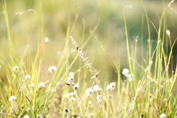 Beautiful Snap Green Grass Its Flowers — Stock Photo, Image