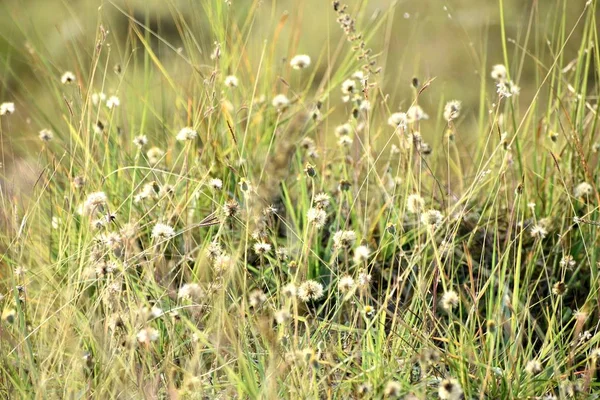 Schöne Schnappschuss Von Grünem Gras Und Seine Blumen — Stockfoto