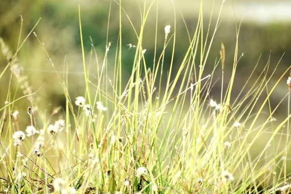 Красиві Оснащення Зеленої Трави Квіти — стокове фото