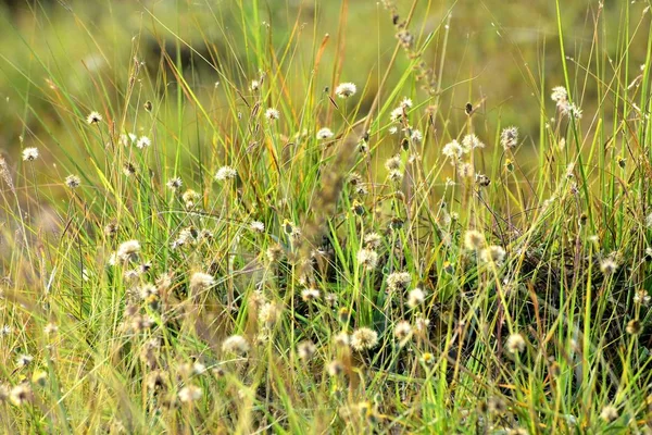 Schöne Schnappschuss Von Grünem Gras Und Seine Blumen — Stockfoto