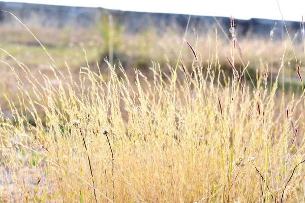 Beautiful Snap of Green Grass and its flowers