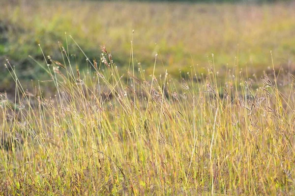 Schöne Schnappschuss Von Grünem Gras Und Seine Blumen — Stockfoto