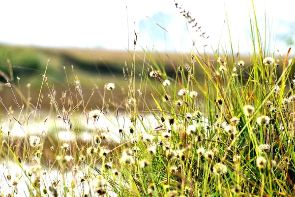 Mooie Snap Van Groen Gras Zijn Bloemen Stockfoto