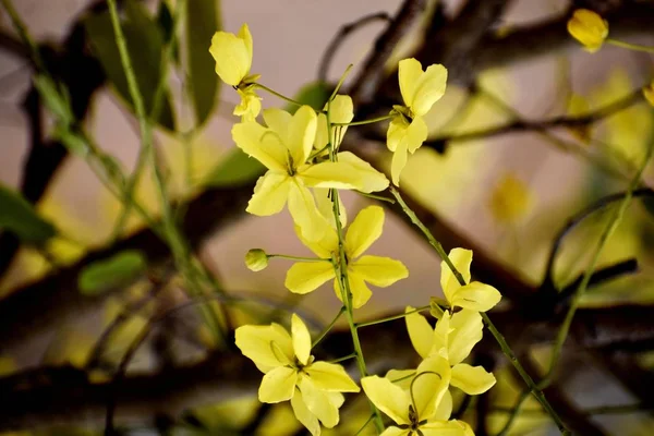 Bund gelber Blumen — Stockfoto